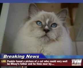Breaking News - Punkin found a picture of a cat who could very well be Missy's father and he lives near by....