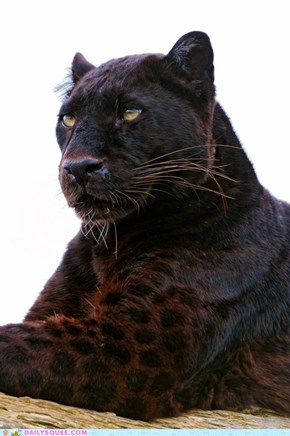 Majestic Dark Spotted Coat