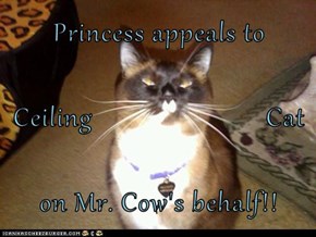 Princess appeals to  Ceiling                         Cat on Mr. Cow's behalf!!