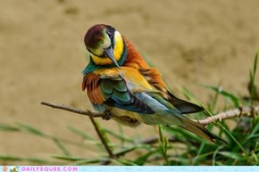 Bee eater