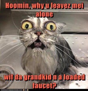 Hoomin, why u leavez mei alone  wif da grandkid n a loaded faucet?
