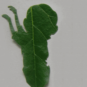 Leaf Dancing