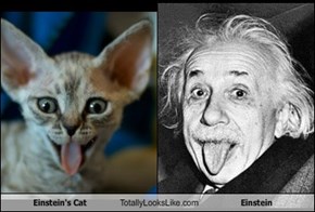 Einstein's Cat Totally Looks Like Einstein