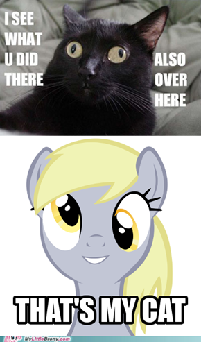 Derpy's Cat