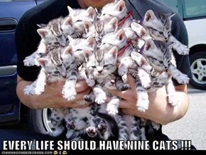 EVERY LIFE SHOULD HAVE NINE CATS !!!