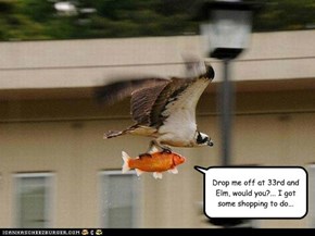 Bird Taxi Service