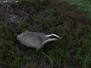 Badger got scared and run away