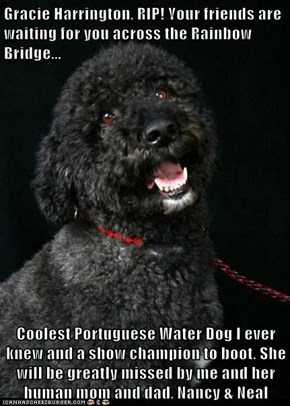 Gracie Harrington, RIP! Your friends are waiting for you across the Rainbow Bridge...  Coolest Portuguese Water Dog I ever knew and a show champion to boot. She will be greatly missed by me and her human mom and dad, Nancy & Neal