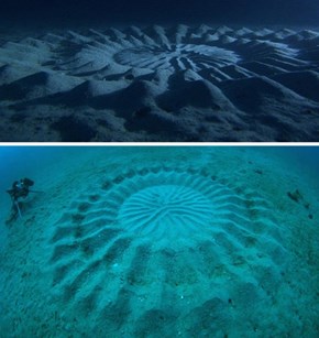 Pufferfish Make Underwater Crop Circles