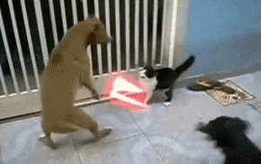 Jedi Battle