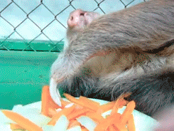 Just a Sloth Eating Carrots