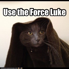 Obi-wan kitty
