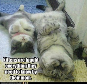 kittens are taught everything they need to know by their mom.