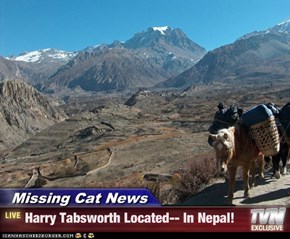 Missing Cat News - Harry Tabsworth Located-- In Nepal!