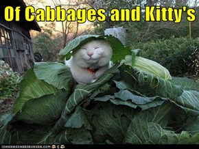 Of Cabbages and Kitty's
