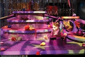Deh Kit-ten  Prom wuz much liek a romp. (Photo from Animal Planet publicity)