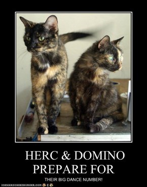HERC & DOMINO PREPARE FOR