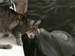 Cat <3 Dolphin