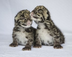 Squee Spree: New Born Leopard Cubs