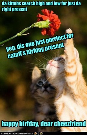happy birthday, cataff!