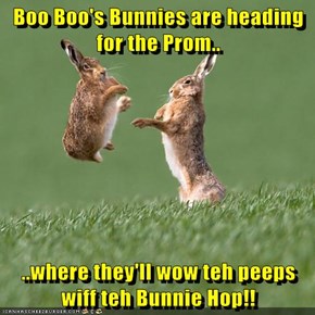 Boo Boo's Bunnies are heading for the Prom..