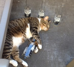 Party Cat Takes a Party Nap