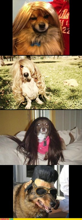 Dogs in Wigs
