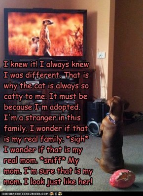 I knew it! I always knew I was different. That is why the cat is always so catty to me. It must be because I'm adopted. I'm a stranger in this family. I wonder if that is my real family. *sigh* I wonder if that is my real mom. *sniff* My mom. I'm sure tha