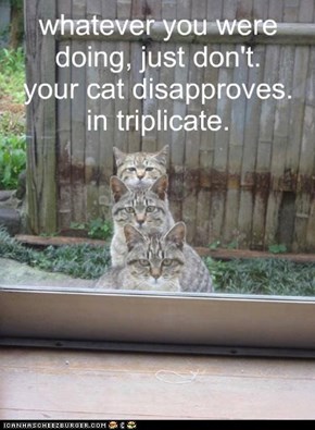 whatever you were doing, just don't. your cat disapproves. in triplicate.