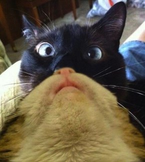 A Cat Catbeard