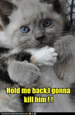 Hold me back,I gonna kill him ! !