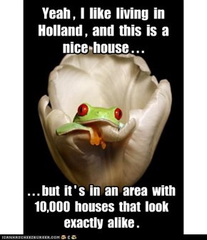 Dutch frog dislikes living in a housing development.
