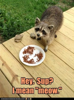 Hey.  Sup? I mean "meow."