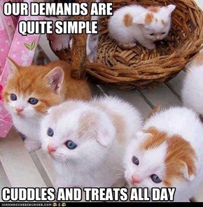 There's no negotiating with kittehs