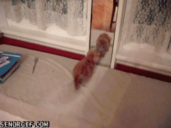 Cat Got Spooked