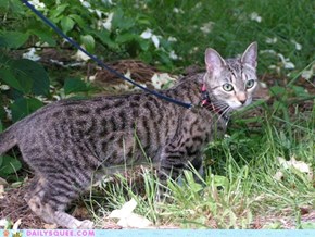 Saiga, the leash-trained Egyptian Mau