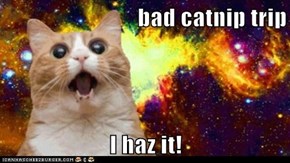 bad catnip trip  I haz it!
