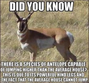 Antelope Can Jump Higher Than the Average House