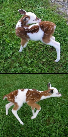 I'm Quite Fond of Fawns