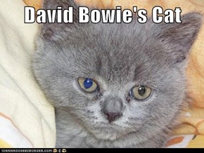 David Bowie's Cat