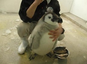 Look at This Cubby Little Penguin