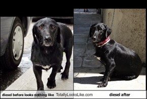 diesel before looks nothing like Totally Looks Like diesel after