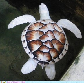 Albino Sea Turtle