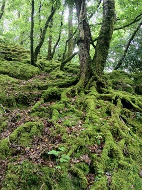 Roots Taking Hold in Kerry, Ireland