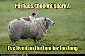I'm Starting to Feel Sheepish
