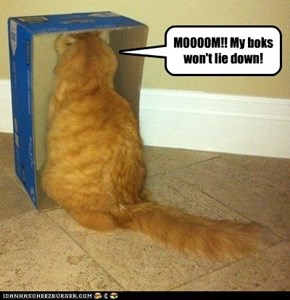 MOOOOM!! My boks won't lie down!