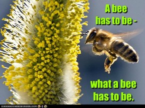 A bee  has to be -