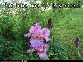 This lilac one is very nice..