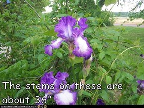 The stems on these are about 36".