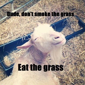 The Wise Goat
